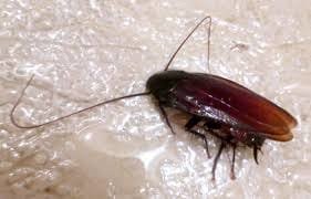 قسم مكافحة صرصور المطبخ